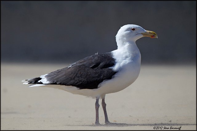 _2SB4738 greater black-backed gull.jpg